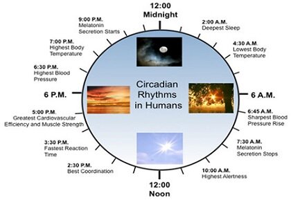 Circadian_rhythms
